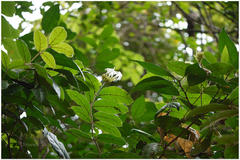 Jasminum multiflorum